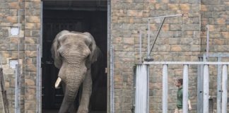 Jack, Europas größter afrikanischer Elefantenbulle kehrt zurück zum Nyíregyháza Zoo