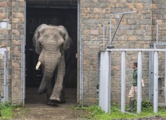 Jack, Europas größter afrikanischer Elefantenbulle kehrt zurück zum Nyíregyháza Zoo