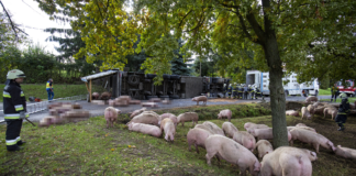 Schweinetransporter umgekippt: Mehrere Tiere getötet!
