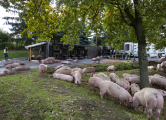 Schweinetransporter umgekippt: Mehrere Tiere getötet!
