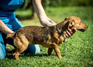 Tierschutz Ungarn: Abby