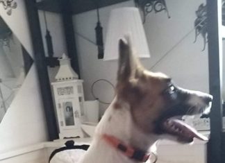 Tierschutz Ungarn: Bizsu