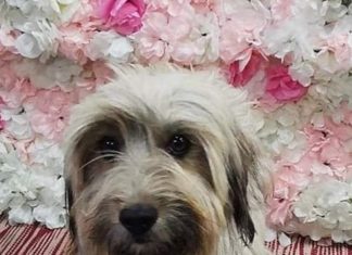 Tierschutz Ungarn: Bori