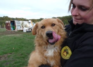 Ungarn Tierschutz: Buksi