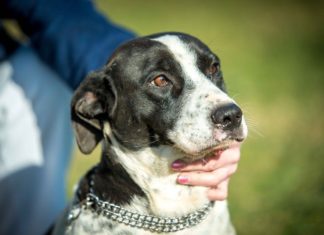 Ungarn Tierschutz: Clooney