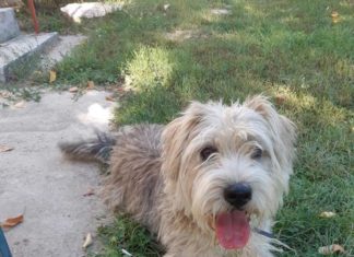 Tierschutz Ungarn: Csuvi