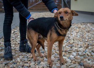 Tierschutz Ungarn: Darinka