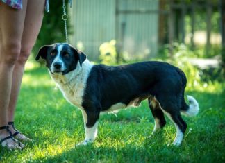 Tierschutz Ungarn: Felix