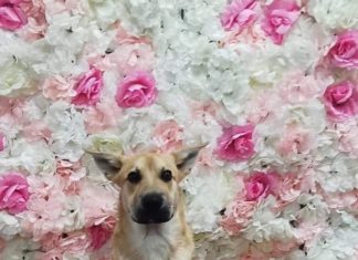 Tierschutz Ungarn: Haru