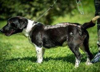 Tierschutz Ungarn: Kadosa