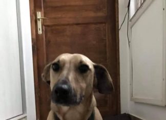 Tierschutz Ungarn: Lipi