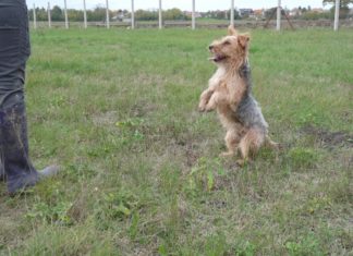 Ungarn Tierschutz: Mókus