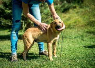 Tierschutz Ungarn: Monroe