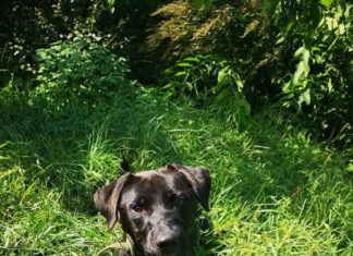 Ungarn Tierschutz: Pako