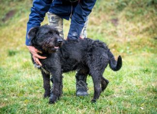 Tierschutz Ungarn: Shane