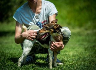 Tierschutz Ungarn: Shilin