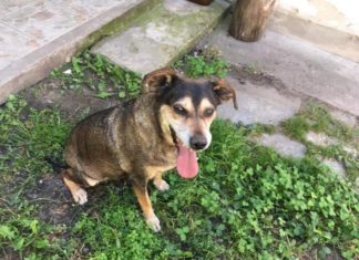 Tierschutz Ungarn: Suzie