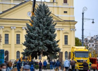 Der große Weihnachtsbaum in Debrecen steht!