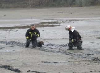 Dramatische Hunderettung in Kisbér!