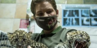 Leopardenbabys wurden in Gyöngyös geboren