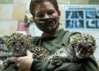 Leopardenbabys wurden in Gyöngyös geboren