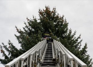 Der Landesweihnachtsbaum ist gewählt