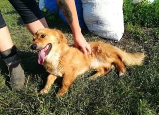 Tierschutz Ungarn: Öcsi