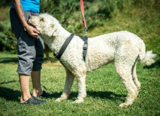 Tierschutz Ungarn: Deva