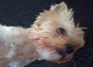 Tierschutz Ungarn: Lili