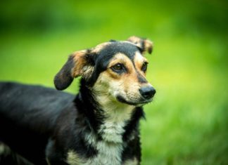 Tierschutz Ungarn: Maracuja