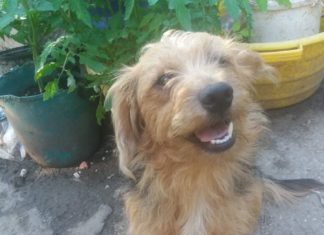 Tierschutz Ungarn: Mázli