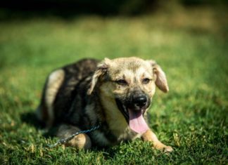 Tierschutz Ungarn: Nevada