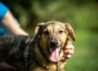 Tierschutz Ungarn: Niraja