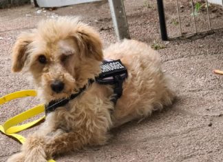 Tierschutz Ungarn: Szendi