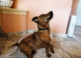 Ungarn Tierschutz: Tiger