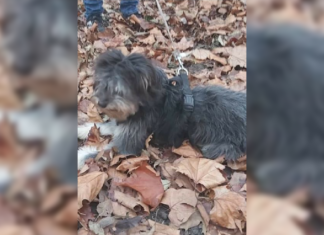 Tierschutz Ungarn: Dag