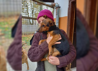 Tierschutz Ungarn: Szandi