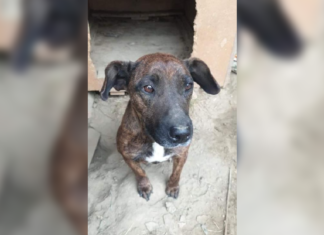 Tierschutz Ungarn: Luzy