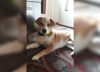 Tierschutz Ungarn: Joe