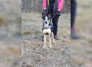 Tierschutz Ungarn: Shila