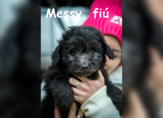 Ungarn Tierschutz: Messy