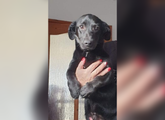 Tierschutz Ungarn: Kormi