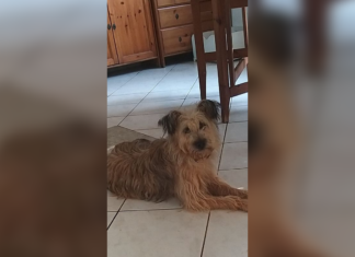 Tierschutz Ungarn: Barka