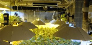 Riesige Cannabisplantage in Remeteszőlős aufgedeckt