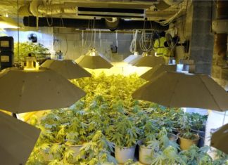 Riesige Cannabisplantage in Remeteszőlős aufgedeckt