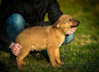 Tierschutz Ungarn: Finley