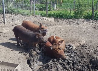 Mangalicawurst und mehr aus artgerechter Haltung