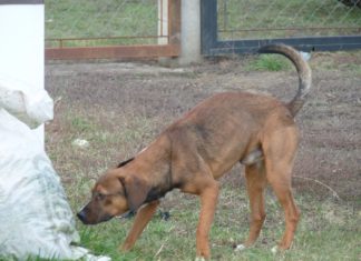 Ungarn Tierschutz: Jolly