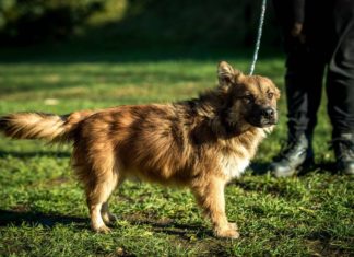 Tierschutz Ungarn: Kino