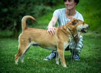 Tierschutz Ungarn: Lincoln